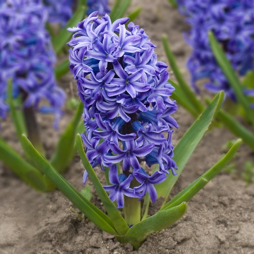Prepared Hyacinth Bulbs - Delft Blue